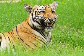 A Tiger Take Rest at National Zoological Park - New Delhi