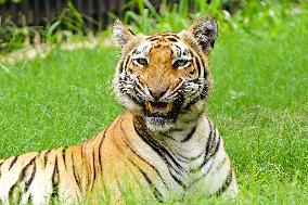 A Tiger Take Rest at National Zoological Park - New Delhi