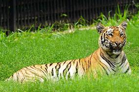 A Tiger Take Rest at National Zoological Park - New Delhi