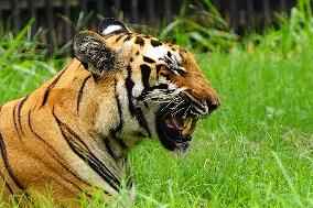 A Tiger Take Rest at National Zoological Park - New Delhi
