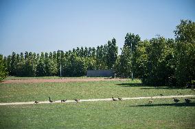 Illustration - Parc du Grand Godet - Orly