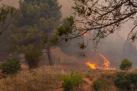 France Battles Largest Wildfire in Decades