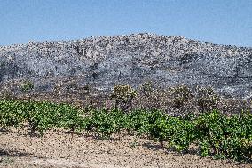 Aftermath of the huge fire in the Corbières Aude - France