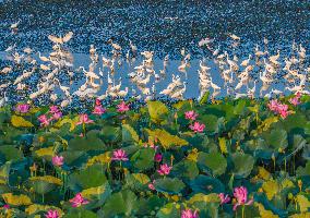 National Nature Reserve Egrets