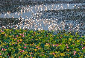 National Nature Reserve Egrets