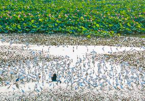 National Nature Reserve Egrets