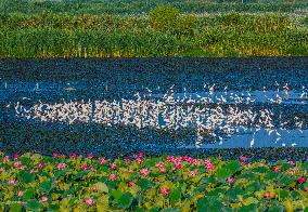 National Nature Reserve Egrets