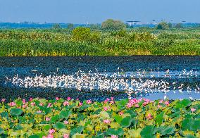 National Nature Reserve Egrets