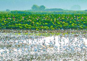 National Nature Reserve Egrets