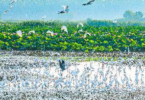 National Nature Reserve Egrets