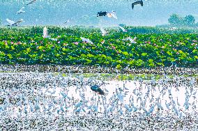 National Nature Reserve Egrets