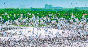 National Nature Reserve Egrets