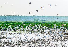 National Nature Reserve Egrets