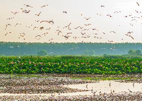 National Nature Reserve Egrets