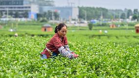 Jasmine Flower Industry in Guangxi - China