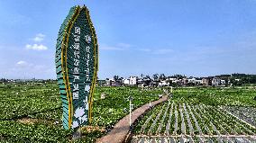 Jasmine Flower Industry in Guangxi - China