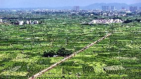 Jasmine Flower Industry in Guangxi - China