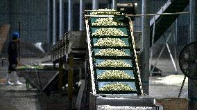 Jasmine Flower Industry in Guangxi - China
