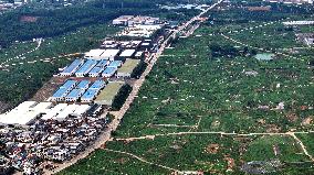 Jasmine Flower Industry in Guangxi - China