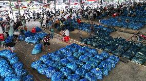 Jasmine Flower Industry in Guangxi - China