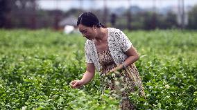 Jasmine Flower Industry in Guangxi - China