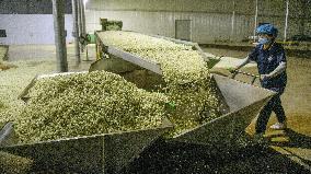 Jasmine Flower Industry in Guangxi - China