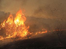 Wildfire in Ventura California - USA