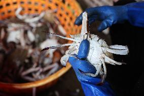 Zhoushan International Aquatic Swimming Crabs Harvest