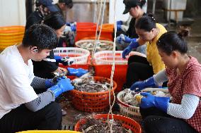 Zhoushan International Aquatic Swimming Crabs Harvest
