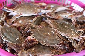 Zhoushan International Aquatic Swimming Crabs Harvest