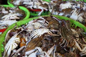 Zhoushan International Aquatic Swimming Crabs Harvest