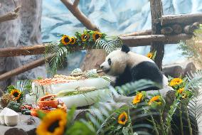 Giant Panda Birthday