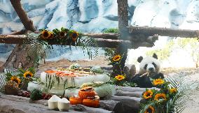Giant Panda Birthday