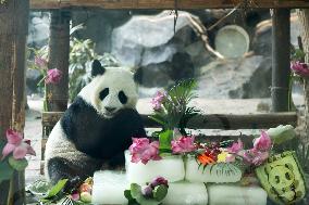 Giant Panda Birthday