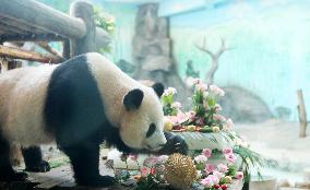 Giant Panda Birthday
