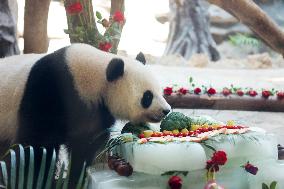 Giant Panda Birthday