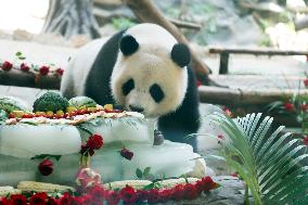 Giant Panda Birthday