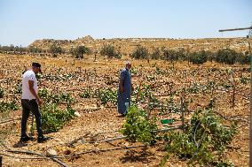 Israeli Settlers Destroy Palestinian Vineyards - West Bank