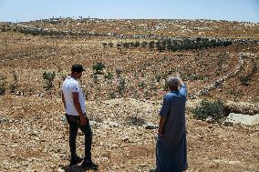 Israeli Settlers Destroy Palestinian Vineyards - West Bank