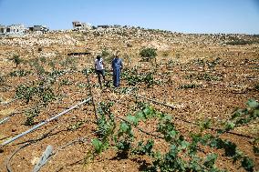 Israeli Settlers Destroy Palestinian Vineyards - West Bank