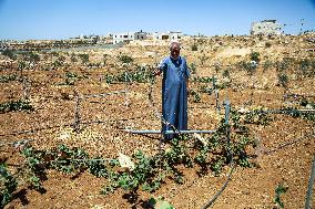 Israeli Settlers Destroy Palestinian Vineyards - West Bank