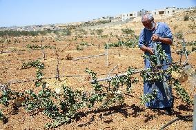 Israeli Settlers Destroy Palestinian Vineyards - West Bank