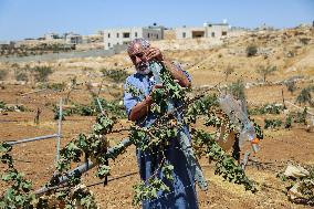 Israeli Settlers Destroy Palestinian Vineyards - West Bank