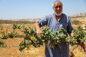 Israeli Settlers Destroy Palestinian Vineyards - West Bank