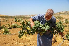 Israeli Settlers Destroy Palestinian Vineyards - West Bank