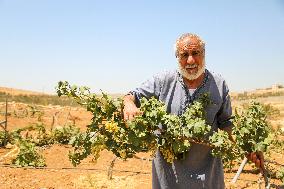 Israeli Settlers Destroy Palestinian Vineyards - West Bank