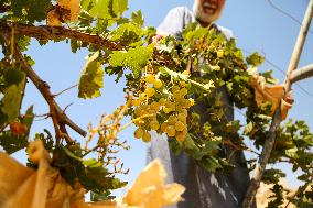 Israeli Settlers Destroy Palestinian Vineyards - West Bank