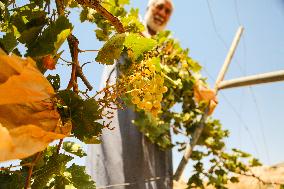 Israeli Settlers Destroy Palestinian Vineyards - West Bank