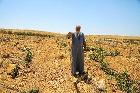 Israeli Settlers Destroy Palestinian Vineyards - West Bank