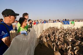 Banding Of 600 Flamingo Chicks - Spain
